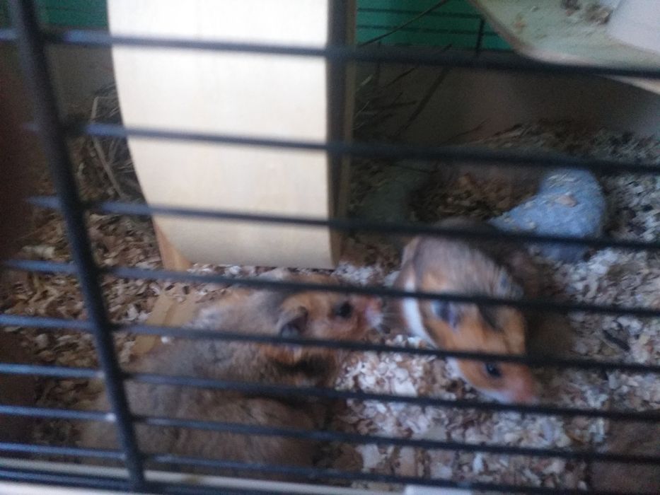 Sprzedam chomiki z klatką