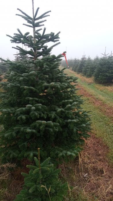 Choinki jodła kaukaska gałęzie