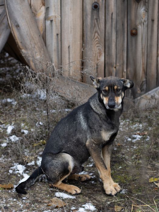 Ідеальний собак Вухасик