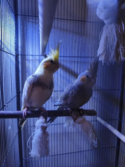 Młoda samiczka nimfy