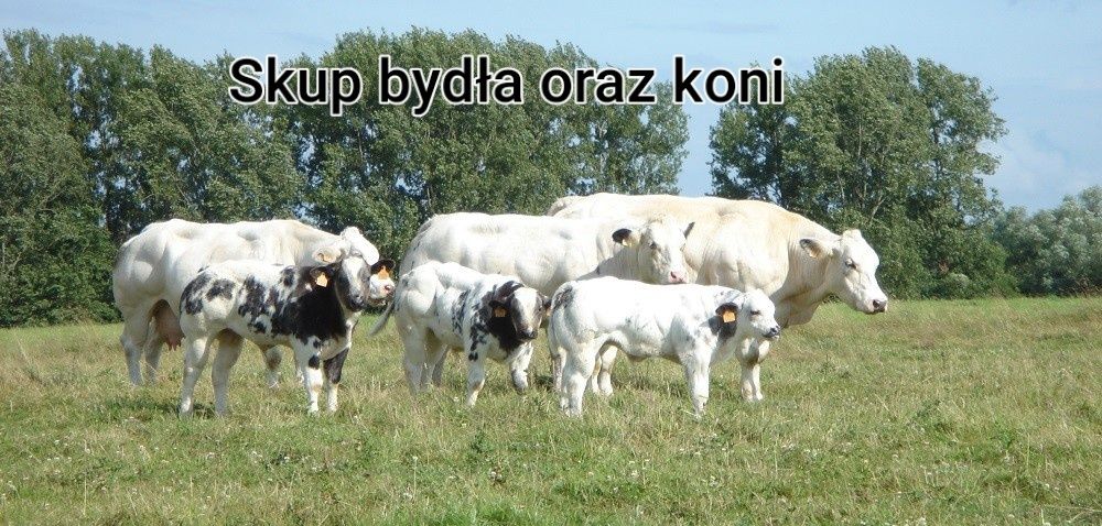 Skup koni bydła w każdej kondycji