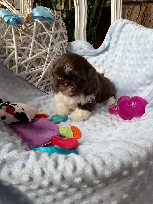 Shih - Tzu Salonowa Suczka