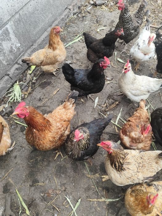 Продам  курей несушок