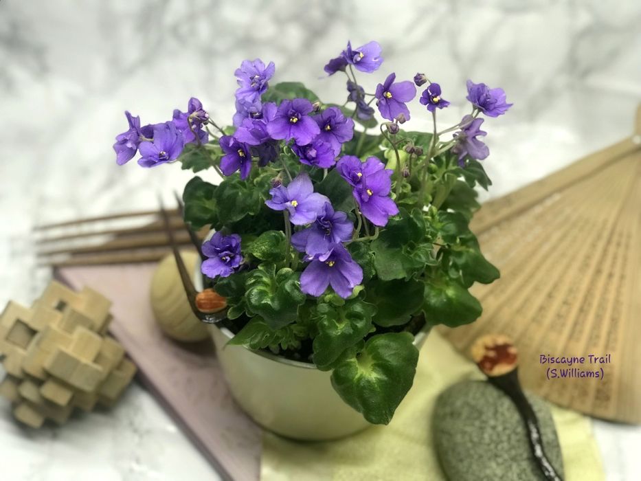 Сортові фіалки трейлери /  сортовые фиалки / фиалка