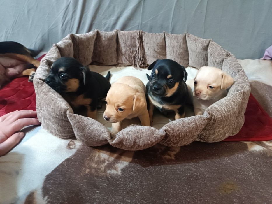 Продам щенков мелкой породы