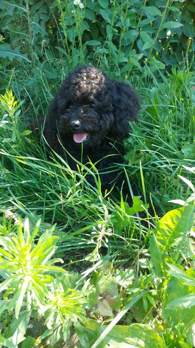 Той пудель в'язка