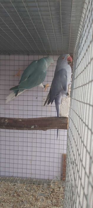 Ringnecks 02 casais de qualidade top, preços por casal