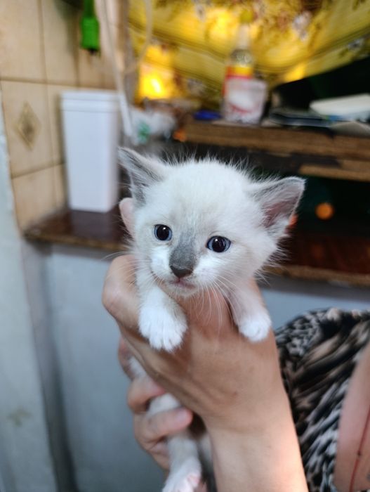 Гарненькі кошенятка в Добрі, Люблячі Сім'ї