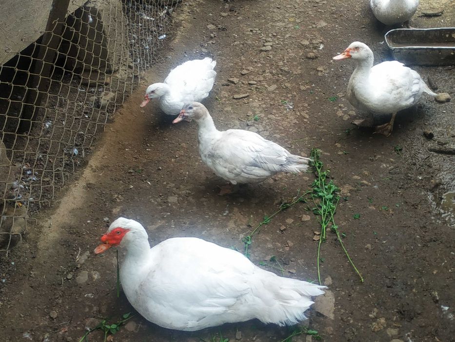 Продам качки білі