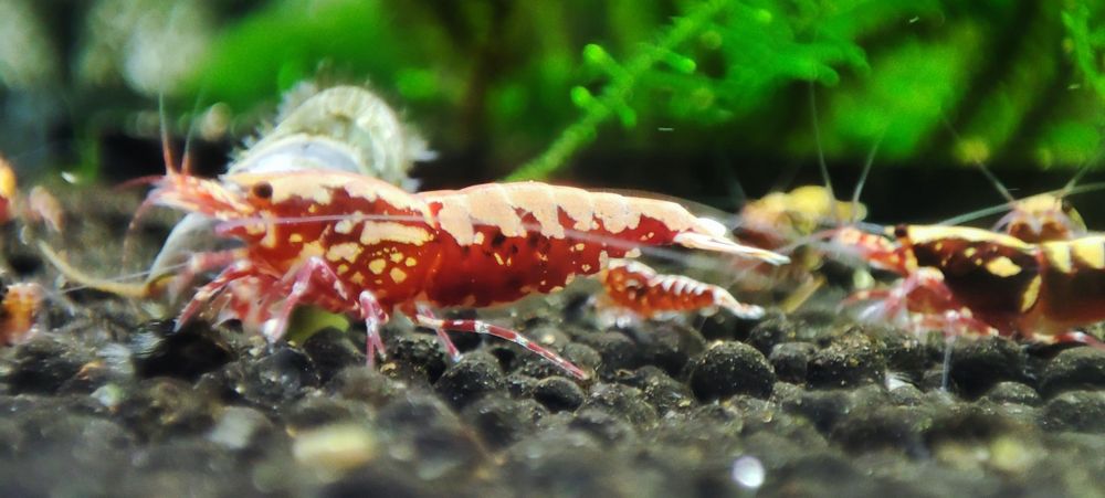 Krewetki Caridina Galaxy  Pinto Zebra Red