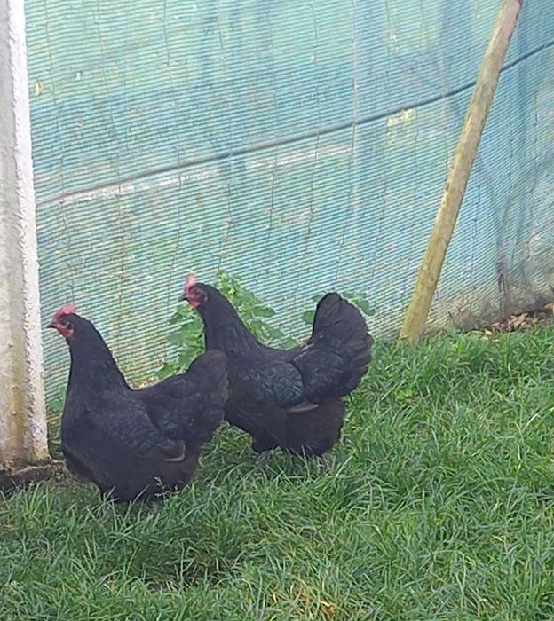 Ovos e pintos de Galinhas de Raça