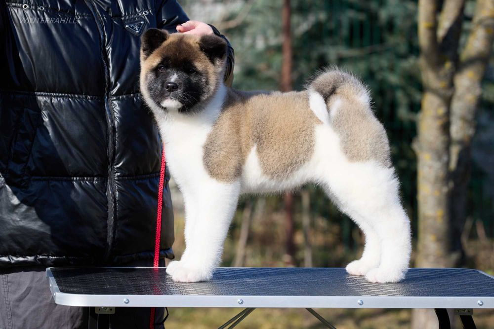 Дівчинка КСУ-FCI Американська Акіта American Akita