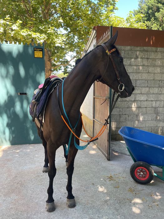 Trotador frances