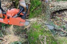 Ścinanie drzew technikami alpinistycznymi, prace wysokościowe