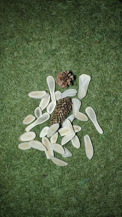 Рога оленя для собак. Полезное лакомство. Натуральные. Рога для собак.