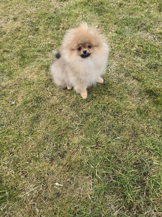 Piekna suczka pomeranian FCI