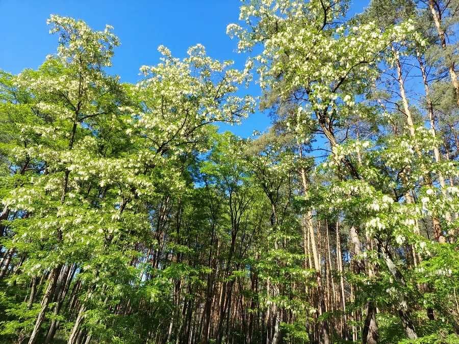 Oddam drzewo drewno za darmo * PILNE * Biała Podlaska
