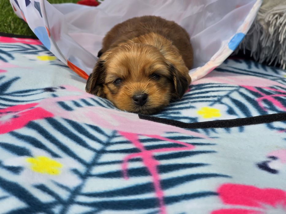 Hawańczyk hawańczyki havanese