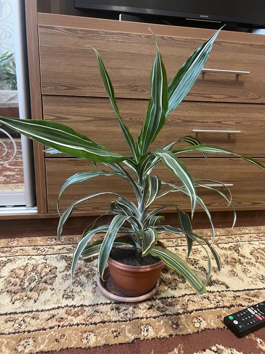 Драцена, дорослі рослини