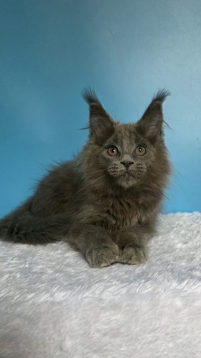 Мейн кун девочка, голубой солид