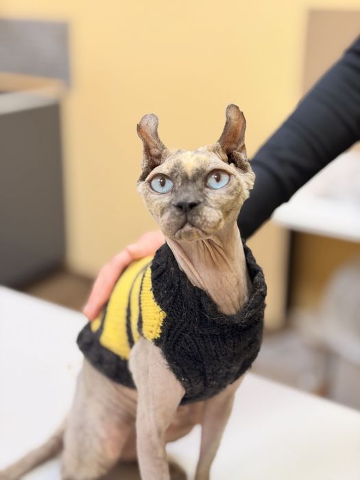 Кішка породи сфінкс ельф