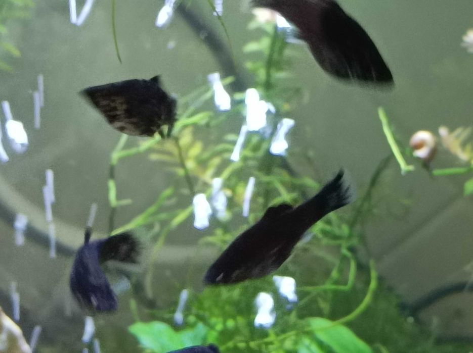 Molly's e plantas de aquário  e caracóis para troca!