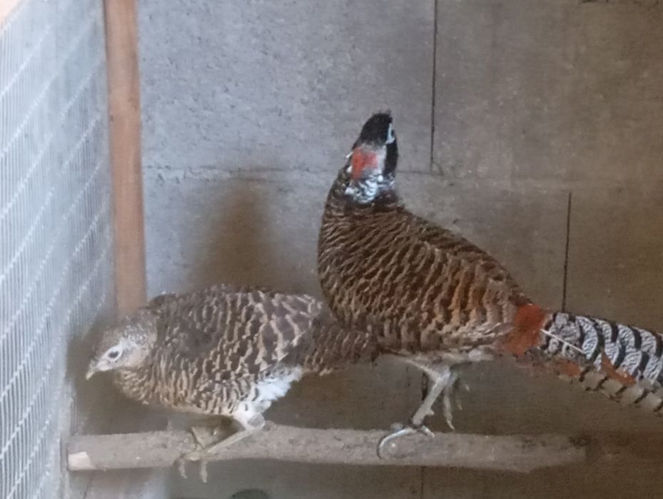 Casais Faisões 2025