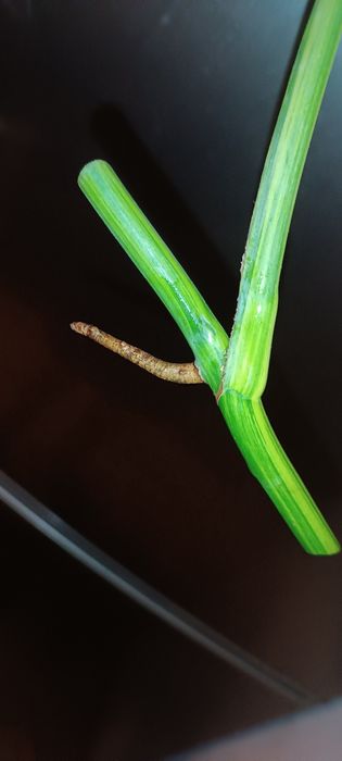 Monstera marmorata Yellow  Tricolor