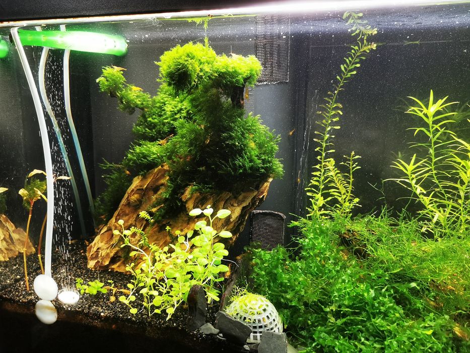 Aquário Aqualantis 120litros