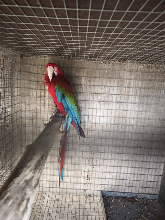 arara chloropthera macho 2013 anilha fechada reprodutor documentos pro