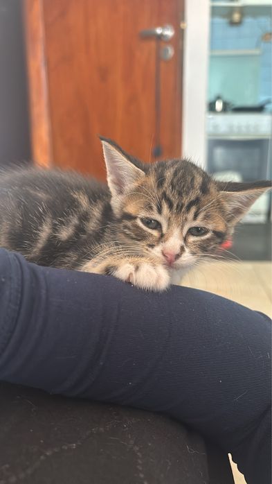 Gatinha para adoção