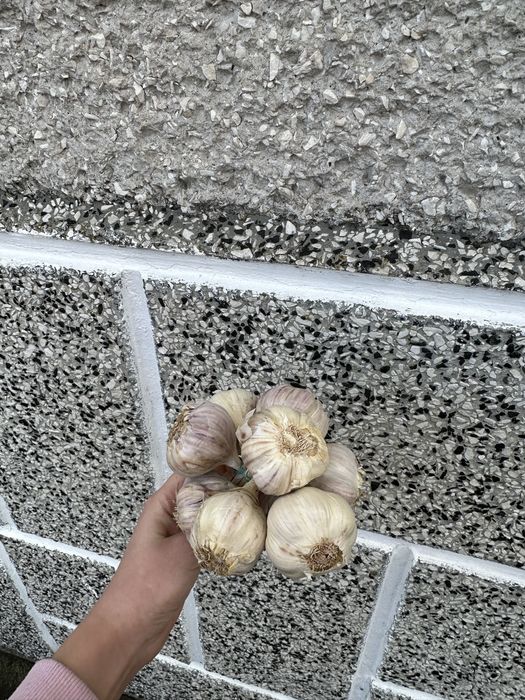 CZOSNEK wiązka 10szt