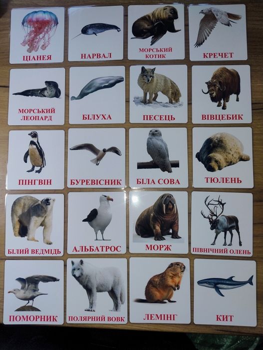 Картки Домана, розвиваючі картки, ранній розвиток