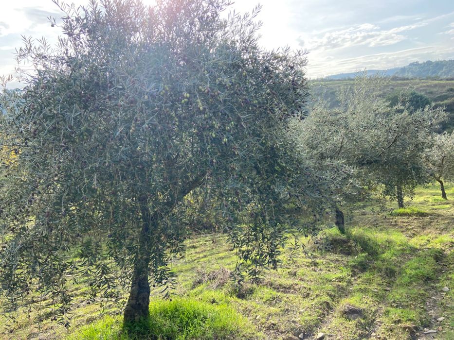 Azeite a granel de Mirandela