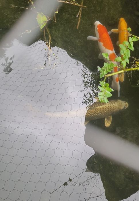 Karpas koi de 45 a 60cm