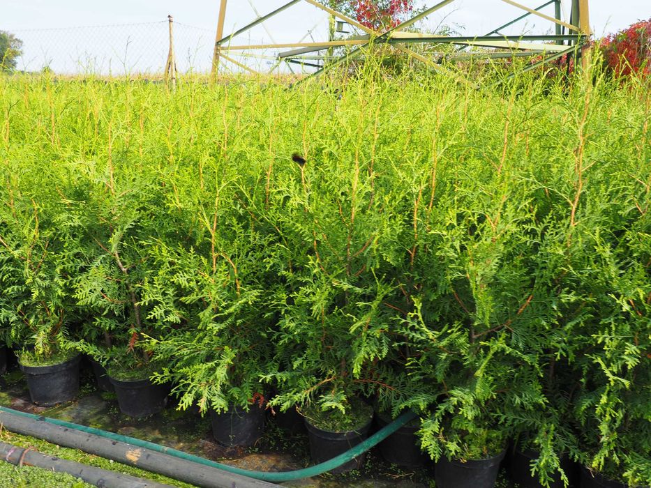 tuja brabant 100-140cm promocja Łabiszyn