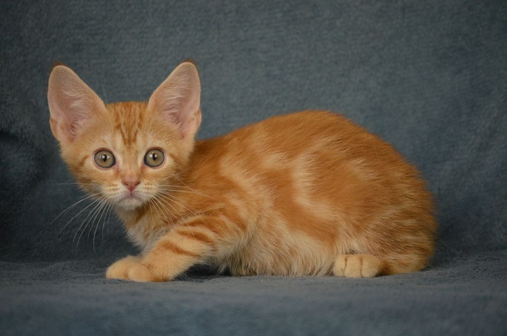 Котик красунчик 2.5 місяці