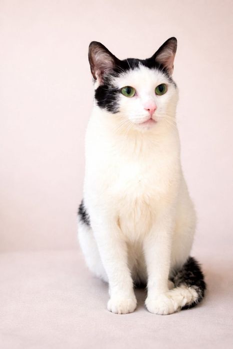 Florian - kocurek do adopcji!
