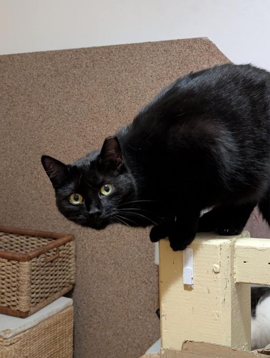 SZCZERBATKA szuka domu