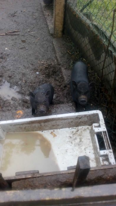 porcos anoes  pretos