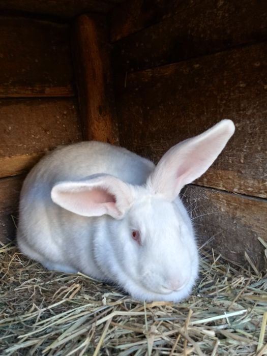 Паровані кролиці