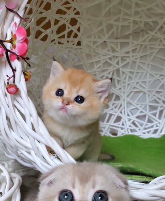Ручные и ласковые котята, малыши золотая шиншилла