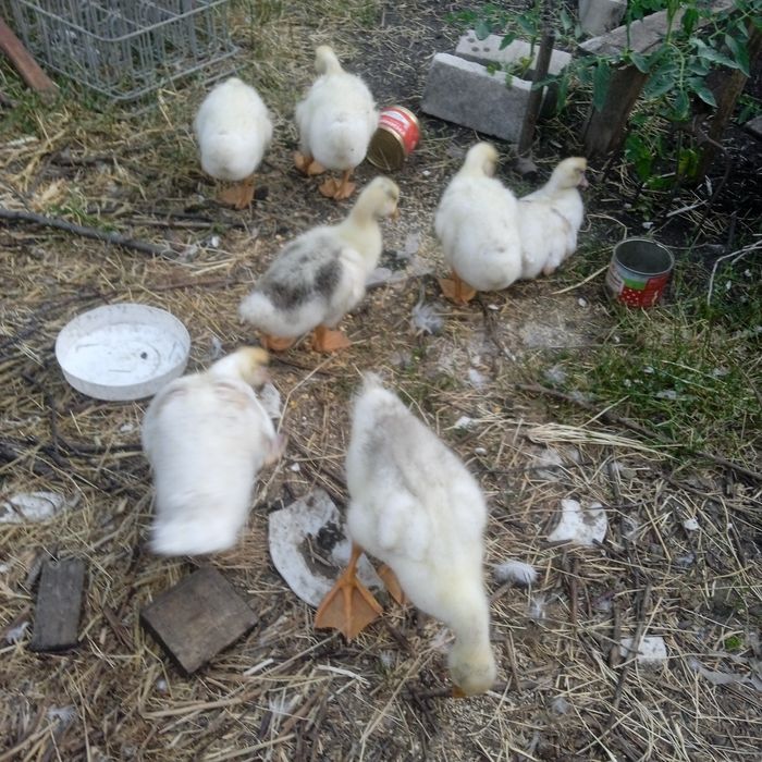 Гуси, качки шипуни