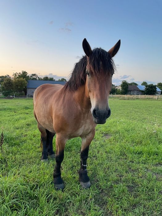 Klacz idealna w spokojny teren