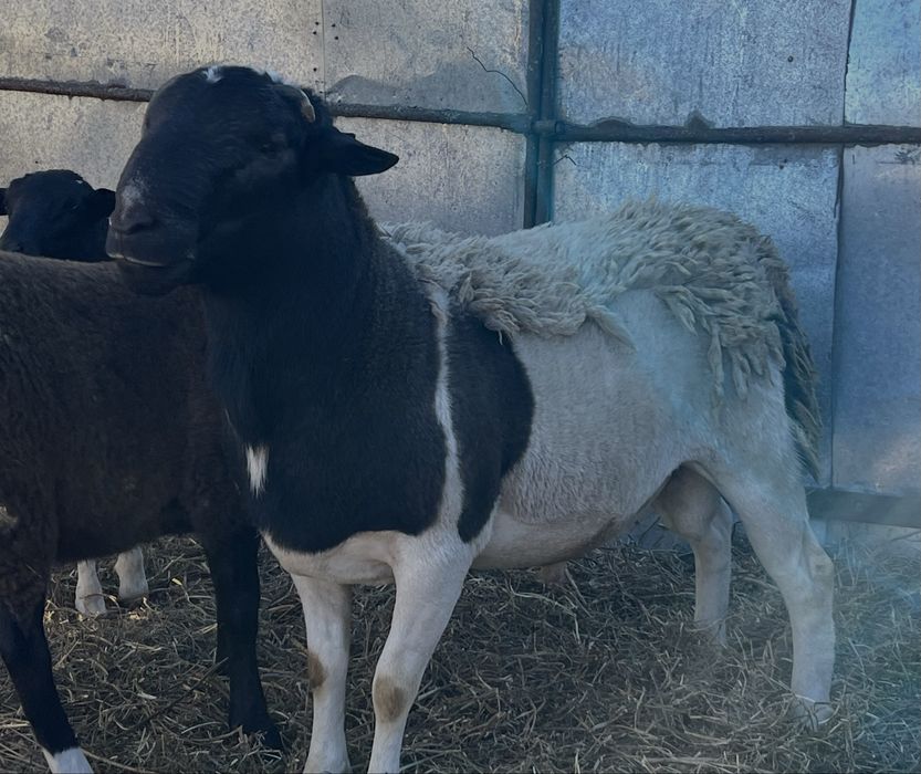 Баран породи дорпер