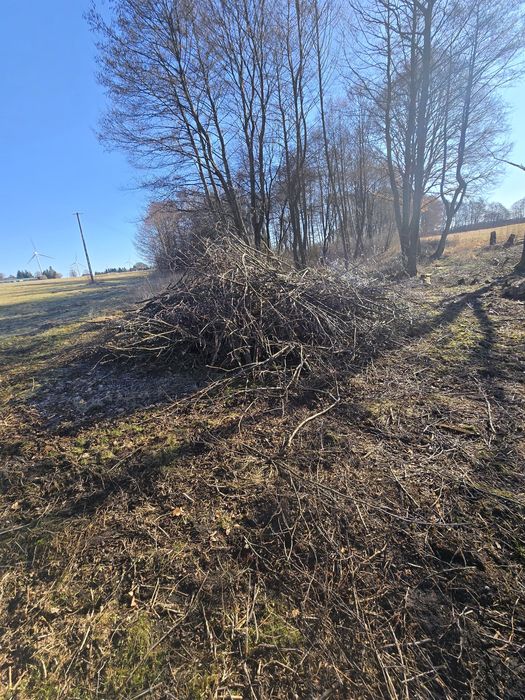 Oddam gałęzie olcha, drewno