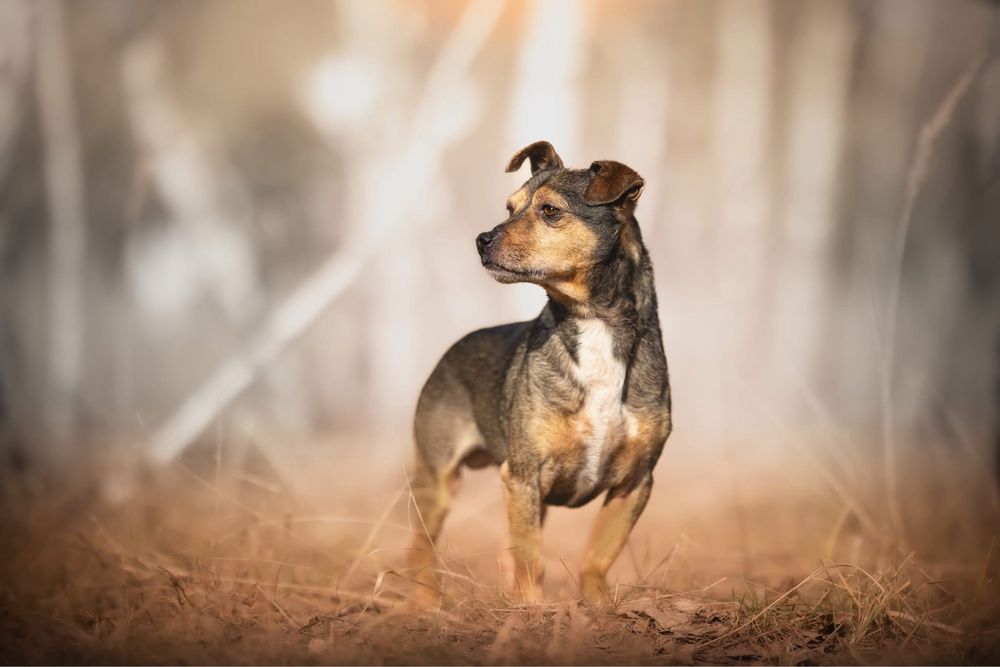 Mały wrażliwy uroczy Minio do adopcji