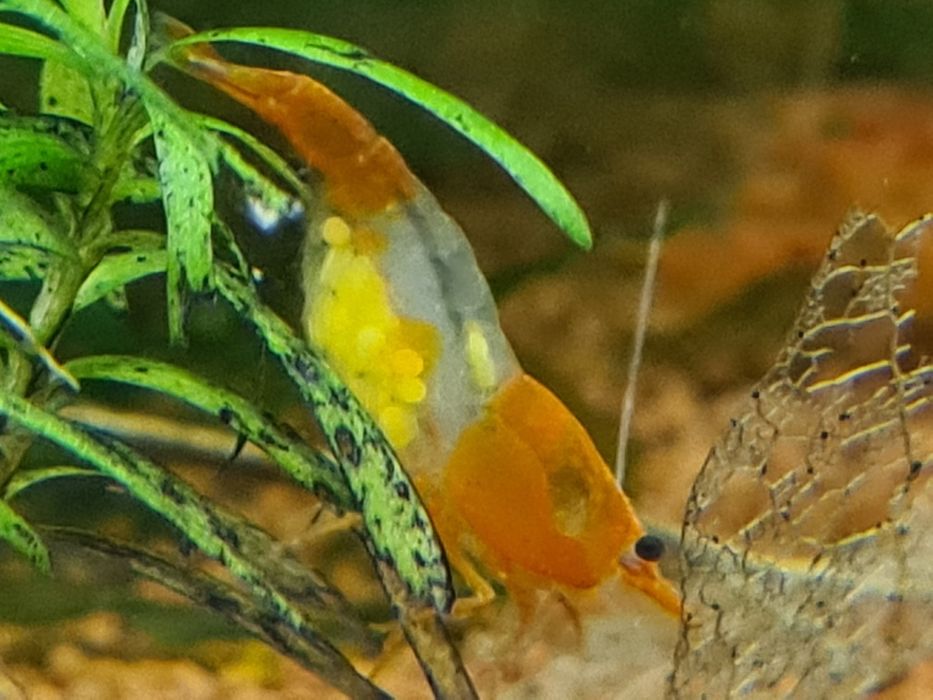 Krewetka, krewetki neocaridina Orange