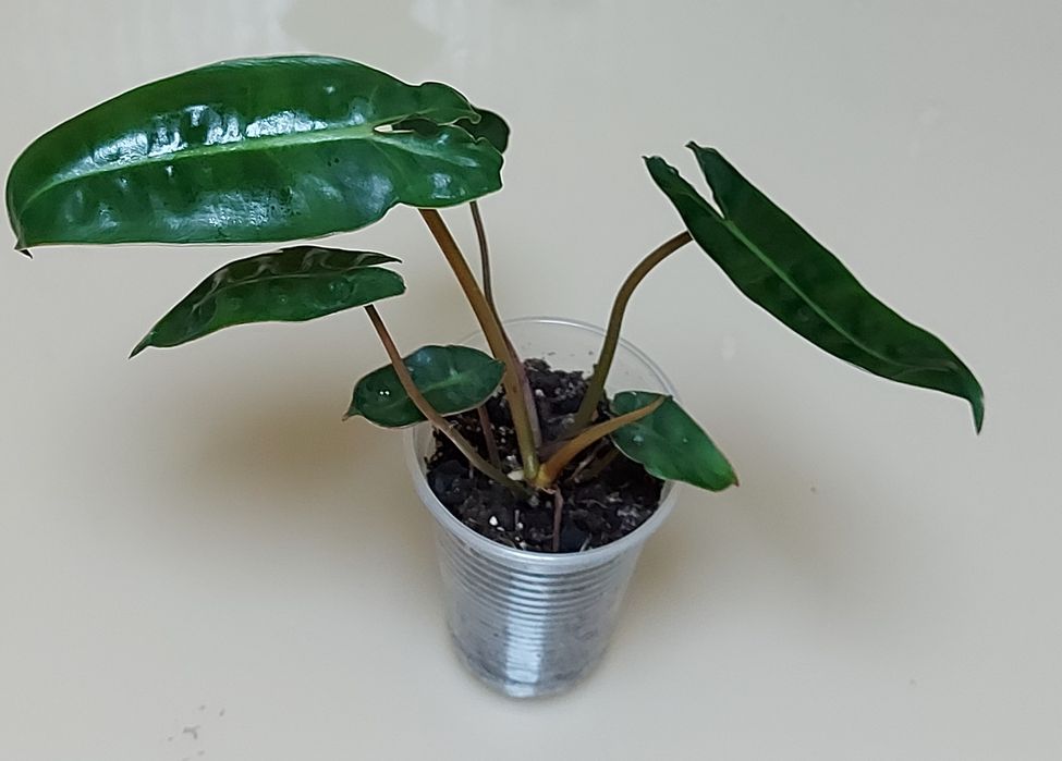 сциндапсус, філодендрон