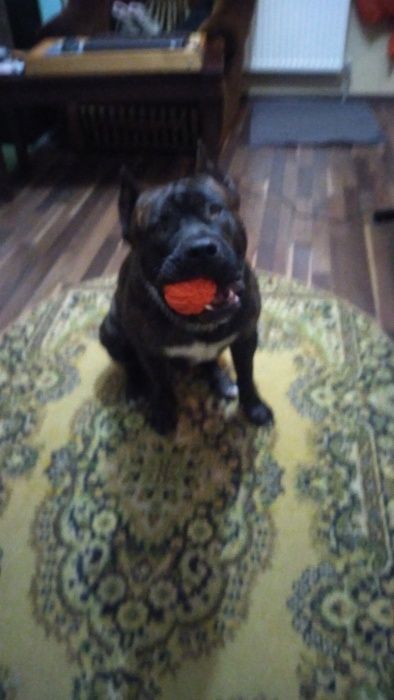 Вязка. Шикарний хлопчик СТАФ для вязки!